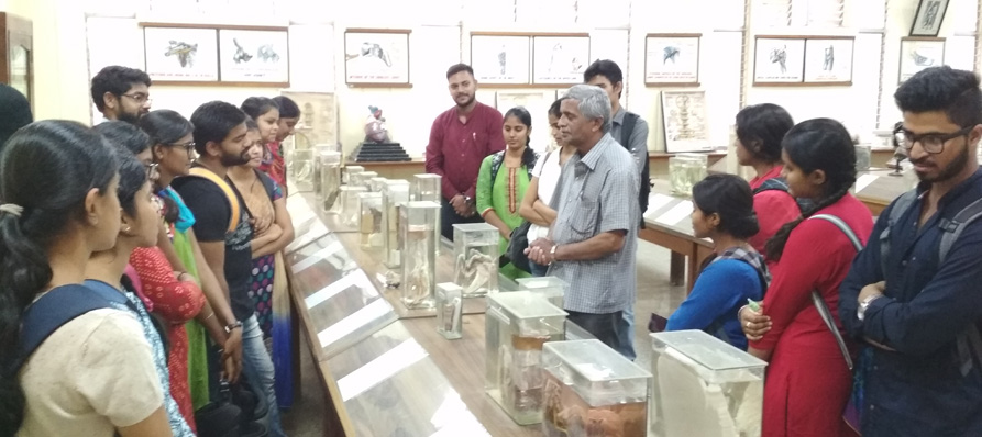 Anatomy Museum