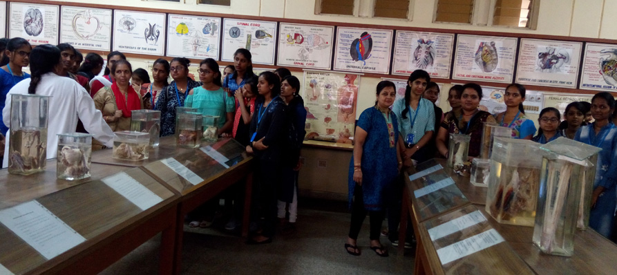 Anatomy Museum