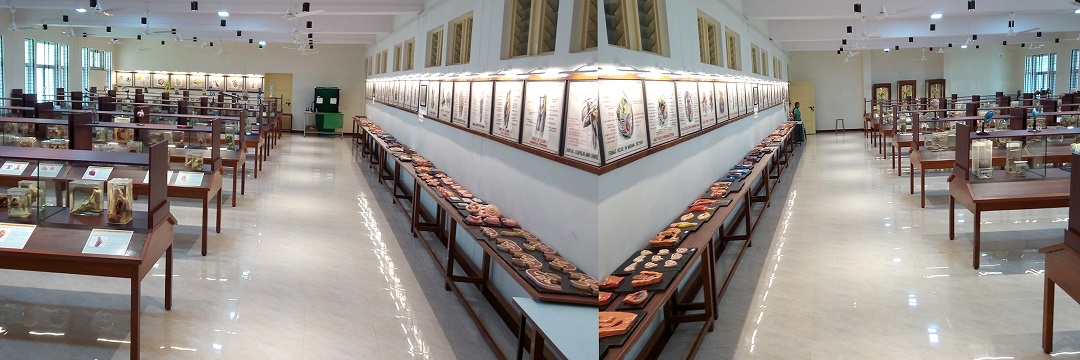 Anatomy Museum
