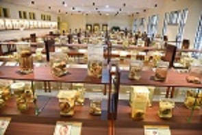 Anatomy Museum